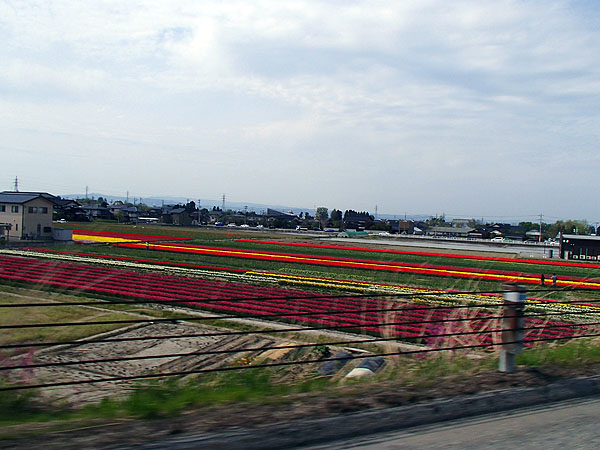 チューリップ畑（？）